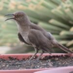 2019 thrasher img 7993 (2)