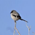 2021 3 19 10 loggerhead shrike at mvbsp