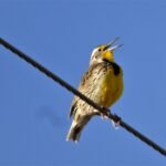 2021 3 19 8 western meadowlark at mvbsp