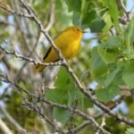 2021 4 18 3 yellow warbler at caballo lake park below dam