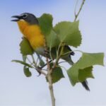 2021 7 19 15 yellow breasted chat at leasburg dam state park