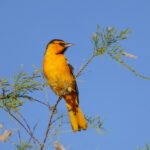 2021 7 4 5 bullock's oriole at mesilla dam