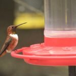 2021 8 12 3 adult male rufous hummingbird in backyard