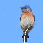 2021, scn2541 western bluevird