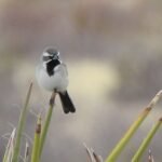 2022 03 30 22 dscn4813 (2) dr spr unk spaarrow