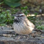 2022 2 3 26 cactus wren at desert botanical garden in phoenix az