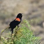 2022 5 20 4 red winged blackbird at elephant butte lake state park paseo del rio