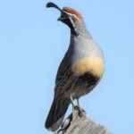 2022 5417 jpg quail 9 23 22 bos mes best