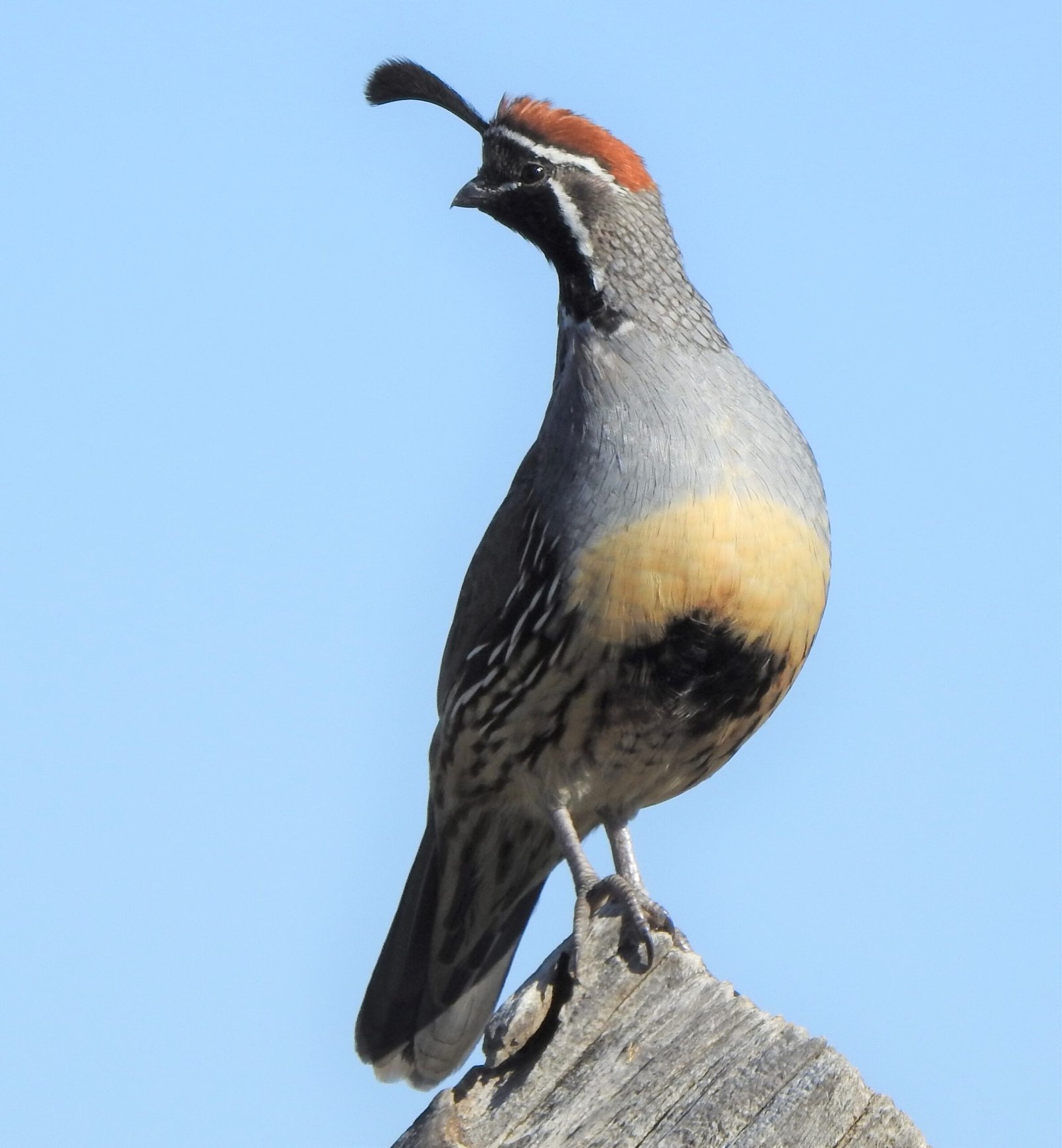 2022 5417 jpg quail 9 23 22 bos mes best