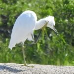 2022 perce 9 22 itch dscn5352 (2)