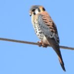 2022 kes 3 8 22 cl dscn4719 (2)