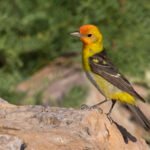 3845westerntanager