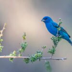 5911indigobunting