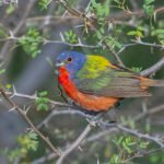 6137paintedbunting