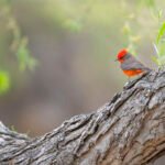 7526vermilionflycatcher