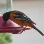 baltimore oriole