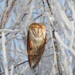 barn owl