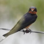 barn swallow