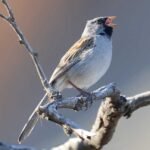 blackchinnedsparrow