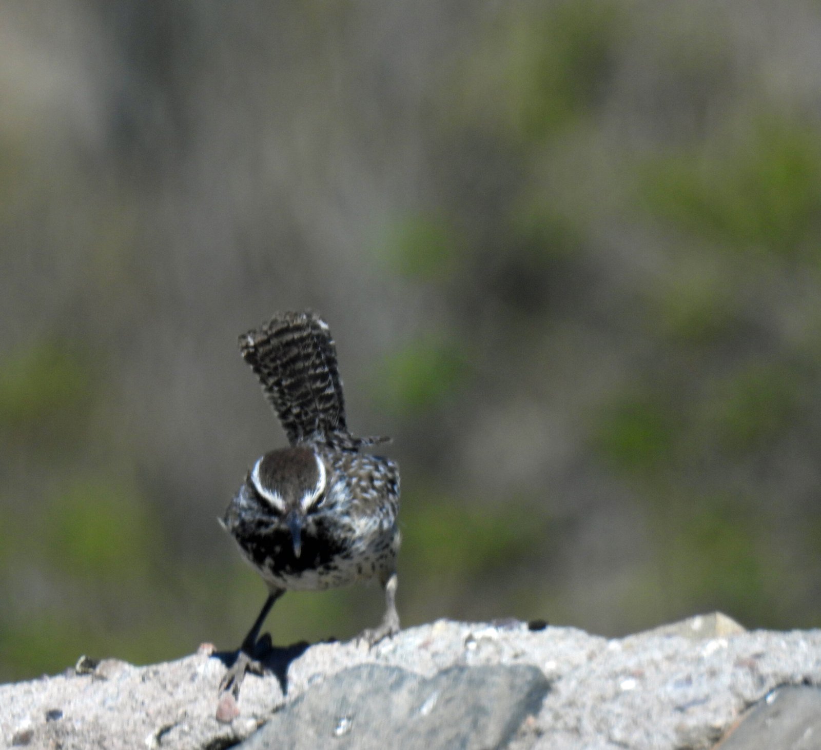 cactus wren