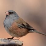 darkeyedjunco