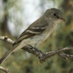 gray flycatcher ii