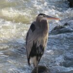 greatblueherondavidcoalson