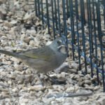 green tailed towhee