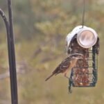 img 4566black headed grossbeak