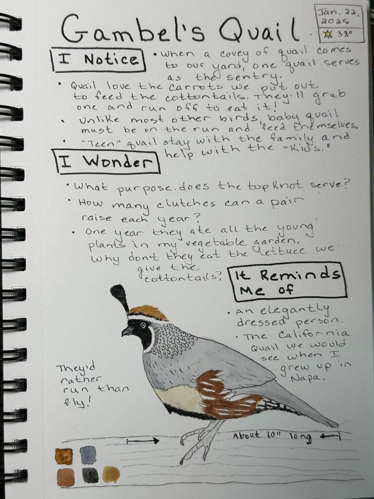 Nature Journaling img 7900