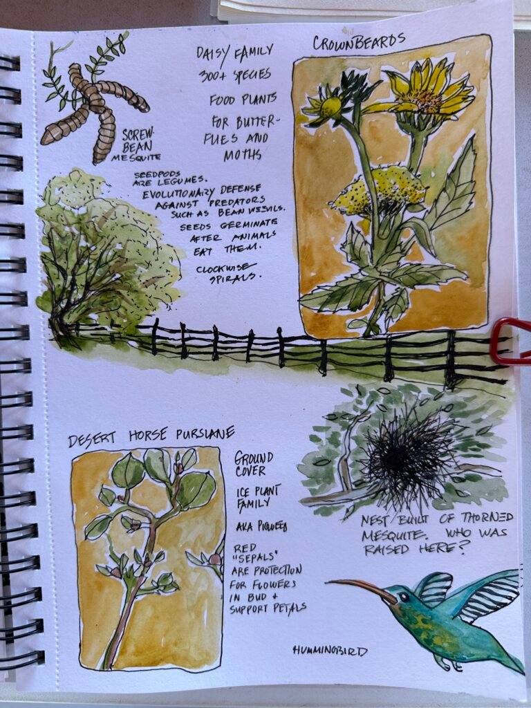 Nature Journaling img 8002