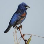 july 23 bird 2 edited