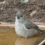 juniper titmouse