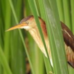 least bittern