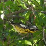 magnolia warbler