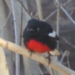 painted redstart