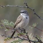 sagebrushsparrow