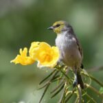 verdin