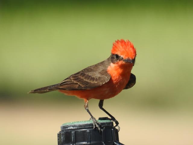 vermillion flycatcher 5.5.2018 blythe
