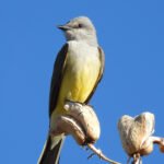 kingbird