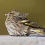 pine siskin