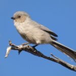 thumbnail bushtit pine tree trail 4.15.22 (9)